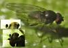 Drosophila sp.